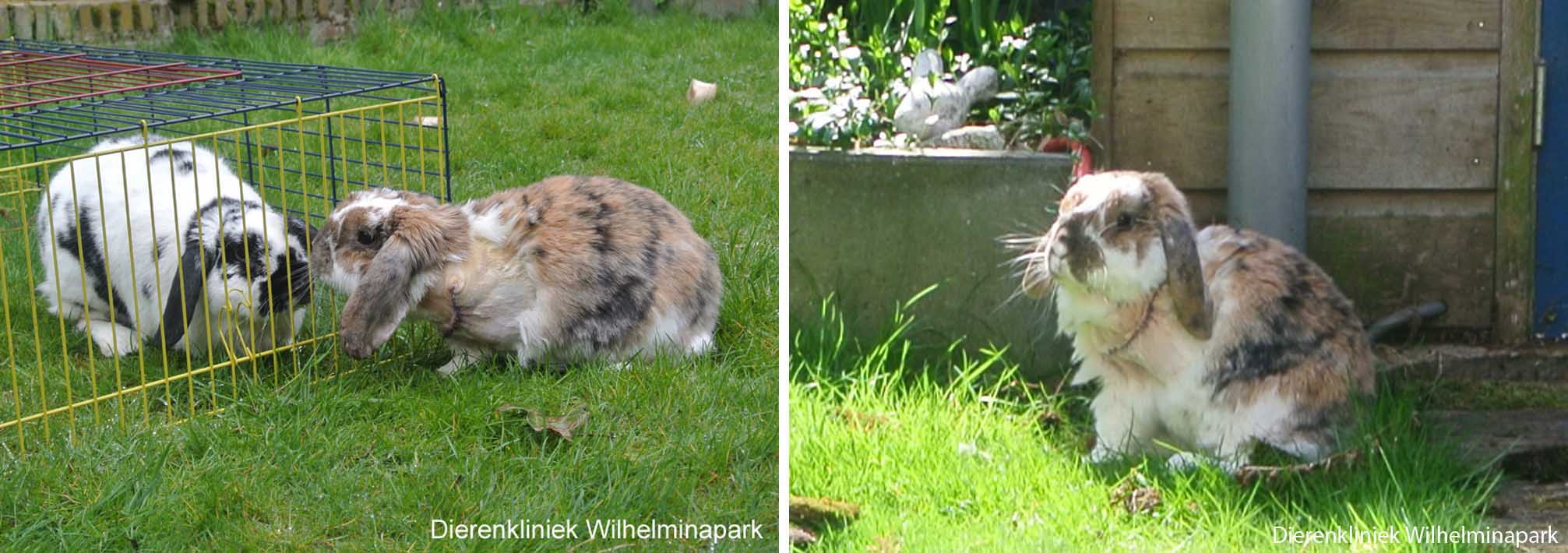 Konijn Bunny in de tuin